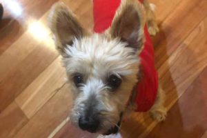 Have you seen Charlie? Senior dog missing after boat ride